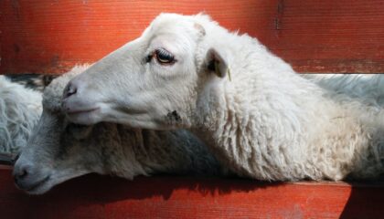 Bien-être animal et RSE : 5 erreurs à éviter - Agence Symbiocene