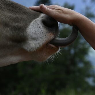 Animaux et entreprises : penser « relations » plutôt « qu’ingrédients »