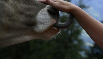 Animaux et entreprises : penser « relations » plutôt « qu’ingrédients »