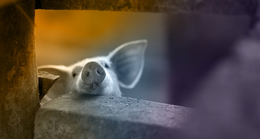 Label éthique animale