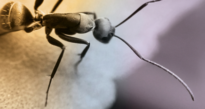 La Fresque des Animaux